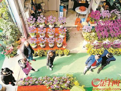 最新花街在线观看,沉浸式体验最新网络剧魅力  第3张